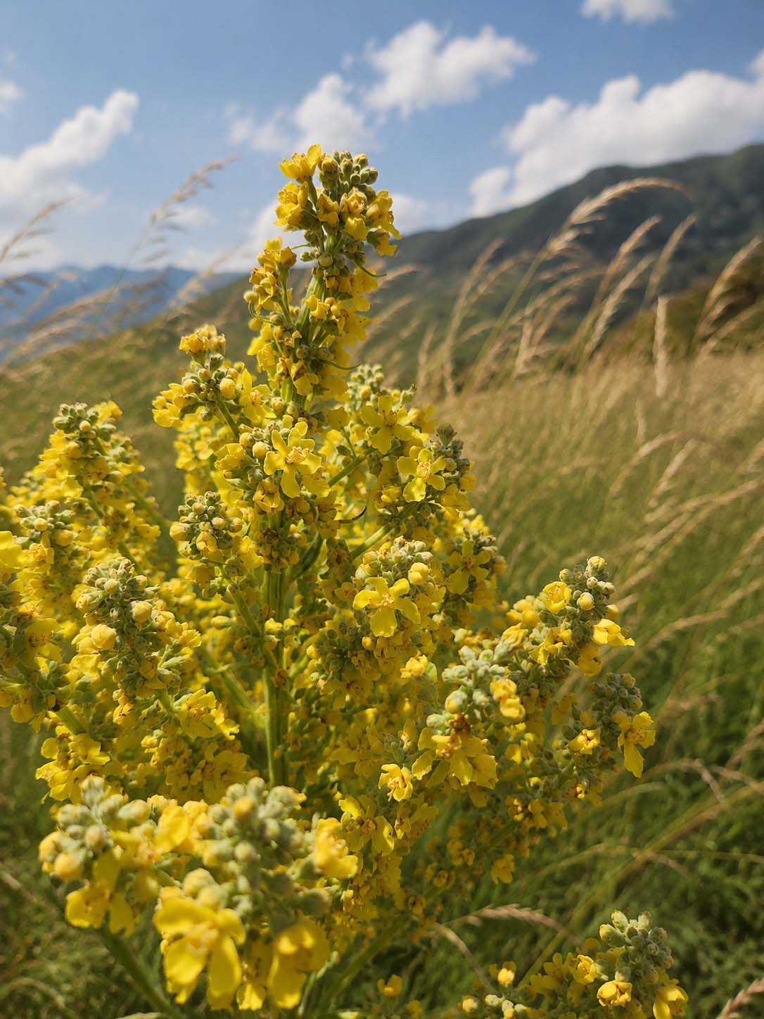 Flor amarilla de alta montaña en el entorno donde nace Flor 1.327m